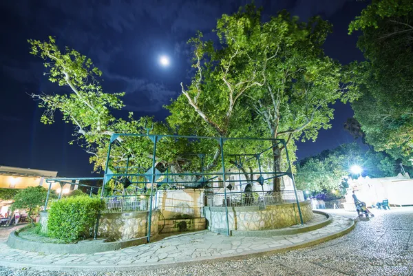 Hippocrates plane tree in Kos Island — Stock Photo, Image