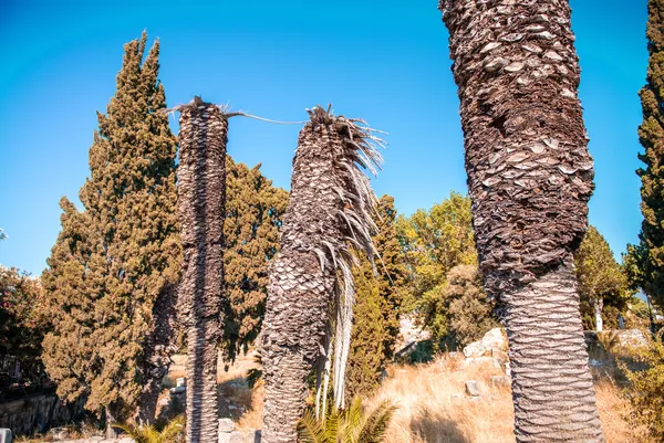 Palms on a beautiful park — Stock Photo, Image