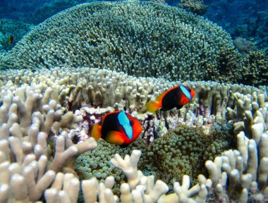 great barrier reef Nemo balık