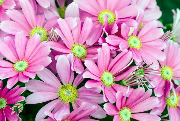 Violette bloemen van Toscane, Italië — Stockfoto