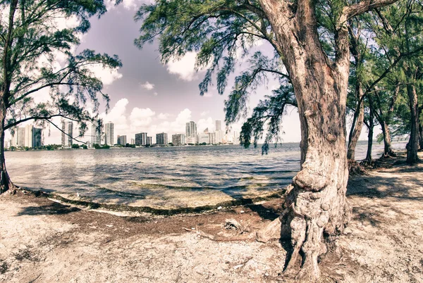 Stromy a miami pohled z ostrova hobie — Stock fotografie