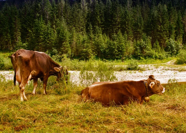 Krowy w lesie. — Zdjęcie stockowe