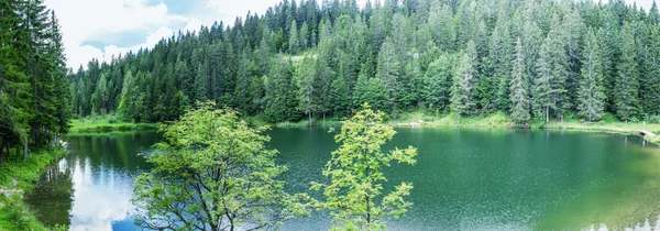 Lake with trees in summer season — Stock Photo, Image