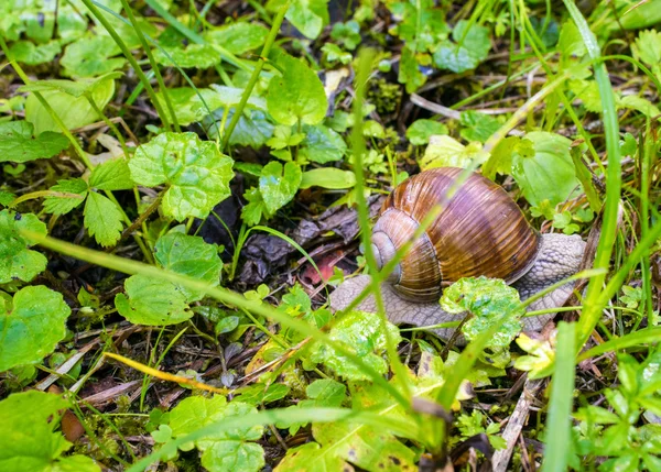 Snail with a shell — Stock Photo, Image