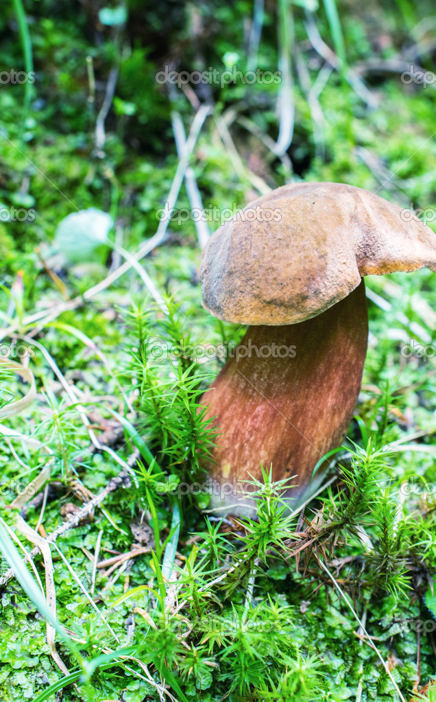 Boletus Satanas Devil S Bolete Mushroom Stock Photo Image By C Jovannig 50836477