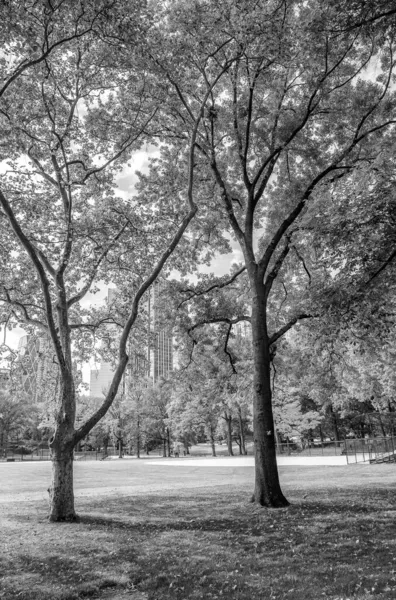 New York Central Park Tan Ağaçlar Binalar Yeşillik Mevsiminde — Stok fotoğraf