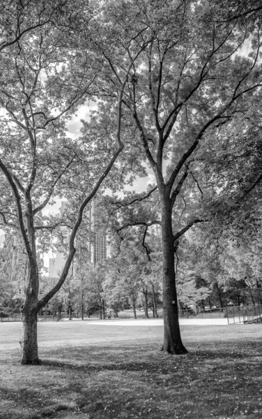 Bomen Gebouwen Uit Central Park Gebladerte Seizoen New York City — Stockfoto