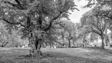 NEW YORK CITY, ABD - 25 Ekim 2015: Turistler ve yerel halk sonbahar sezonunda Central Park 'ı ziyaret ettiler. Bu şehrin ana eğlencesi.