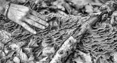 Renkli yapraklara dokunan kadın eli yeşillik mevsiminde