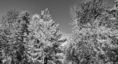 Acadia Ulusal Park ağaçları yeşillik mevsiminde, Maine, New England - ABD