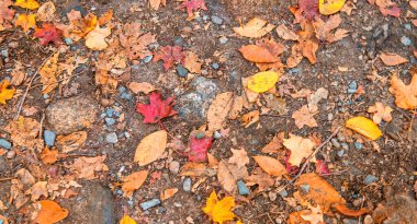 Yeşillik mevsiminde yerde renkli yapraklar.