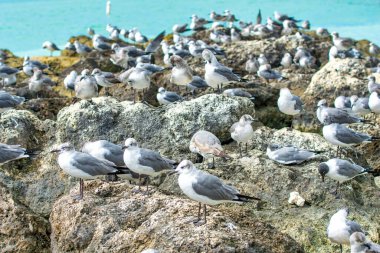 Sahildeki kayalıklarda yüzlerce martı
