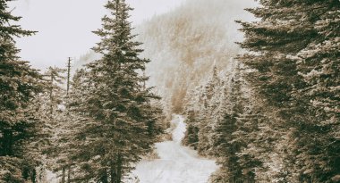 Kaçakçılar Notch State Park Sonbaharda, New England