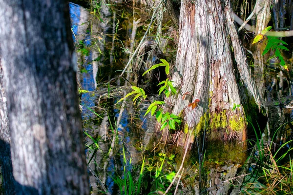 Magroves Reflexionen Über Den Sumpf Florida Everglades — Stockfoto