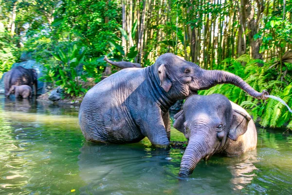 Elefantes Divertindo Água — Fotografia de Stock