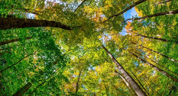 Nebeský Pohled Vysoké Lesní Stromy Podzim — Stock fotografie