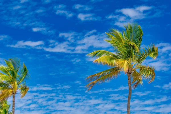 Arka Planda Mavi Gökyüzü Olan Güzel Palmiyeler — Stok fotoğraf