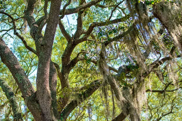 Árvores Apalachicola River Wildlife Environmental Area Florida Eua — Fotografia de Stock