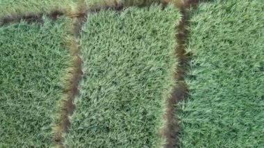 Bambu ile ada çayırlarının havadan görünüşü. Yavaş çekim