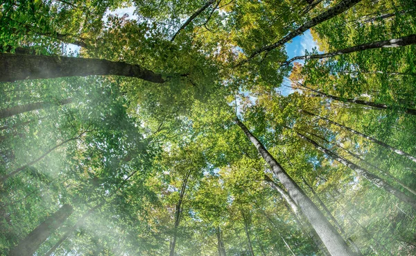 Vista Hacia Cielo Árboles Altos Del Bosque Otoño — Foto de Stock