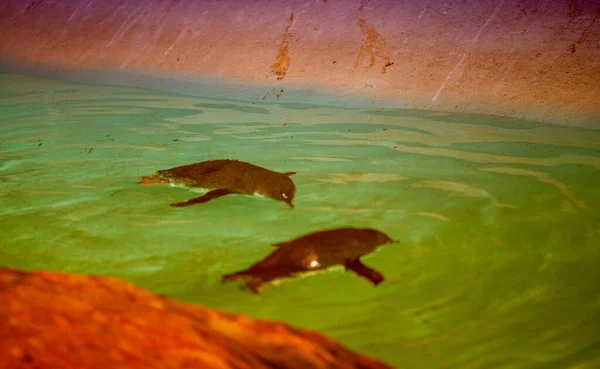 Pinguins Nadando Água — Fotografia de Stock
