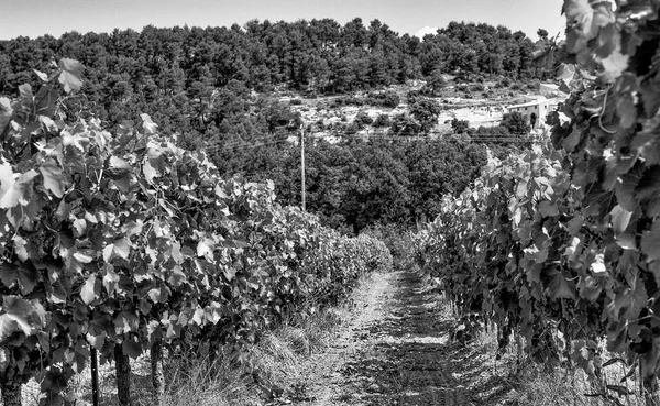 French Vineyard Summer Season Winery Beautiful Provence Hills — Stock Photo, Image