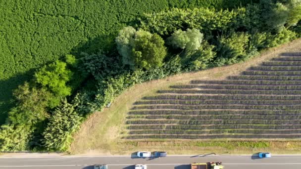 Overhead antenn utsikt över Lavender Fields på landsbygden, sommarsäsong, drönare synvinkel — Stockvideo