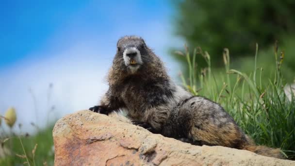 Marmota haciendo centinela tendida en una roca de montaña — Vídeo de stock