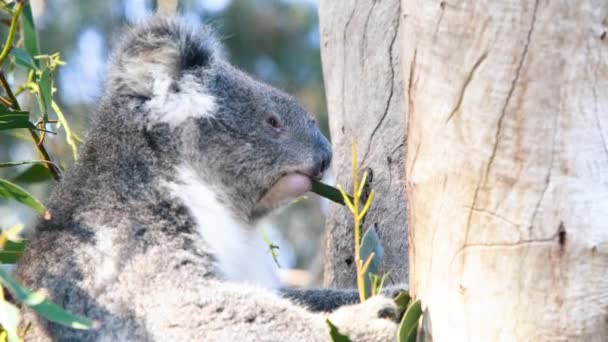 Koala på ett träd äter blad — Stockvideo