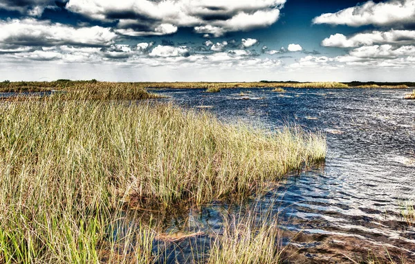 Marais Floride Everglades Par Une Belle Journée Ensoleillée — Photo