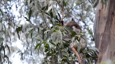 Queensland 'daki şirin Koala Avustralya Okaliptüs Ağacı' nda oturuyor.