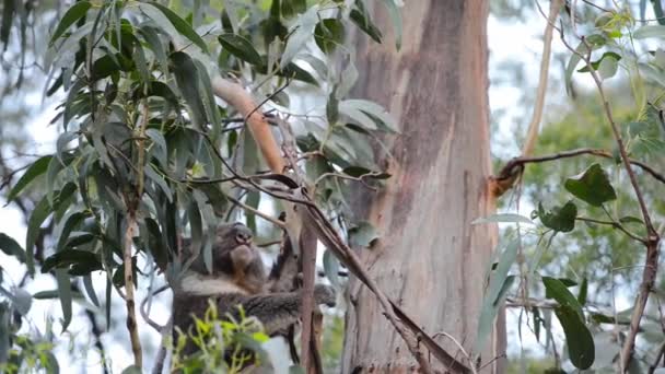 Koala australiano al aire libre en un árbol de eucalipto — Vídeos de Stock