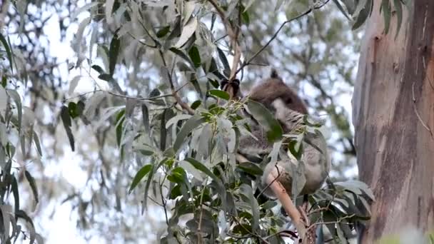 Симпатичный медведь коала в австралийском штате Квинсленд сидит в Eucalyptus Tree — стоковое видео