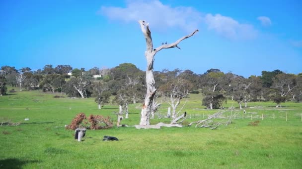 Panoramatický výhled na australskou krajinu a holé stromy v jarním období — Stock video