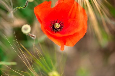 Bahar mevsiminde güzel haşhaş manzarası