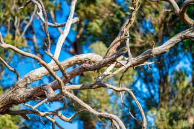 Güzel koala, mavi gökyüzüne karşı okaliptüs ağacında dinleniyor