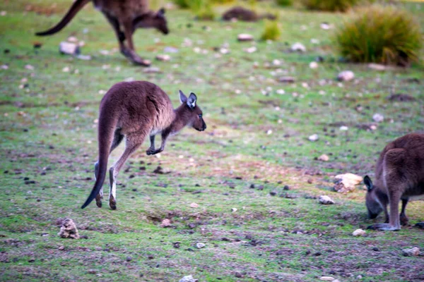 袋鼠沿着澳大利亚郊区跳跃 — 图库照片
