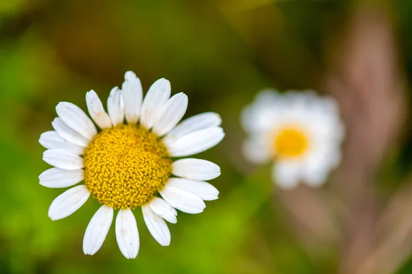 Baharda Papatya Çiçeklerini Kapat — Stok fotoğraf