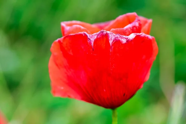 Close View Beautiful Poppy Spring Season — Stock Photo, Image