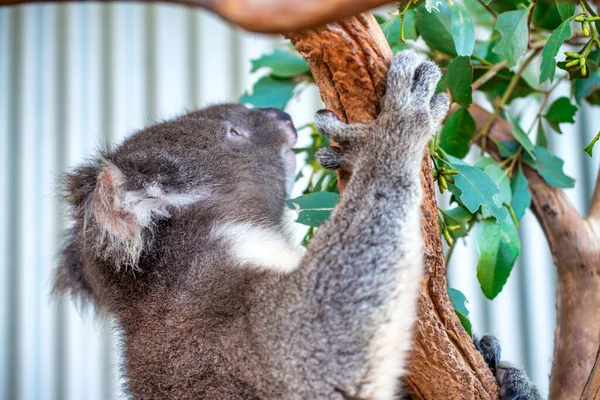 Piękna Koala Relaksująca Drzewie Eukaliptusa Przeciwko Błękitnemu Niebu — Zdjęcie stockowe
