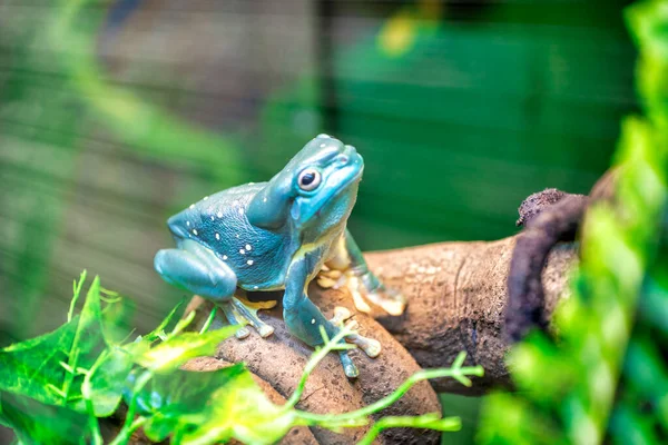 Krásná Modrá Žába Zeleném Prostředí — Stock fotografie