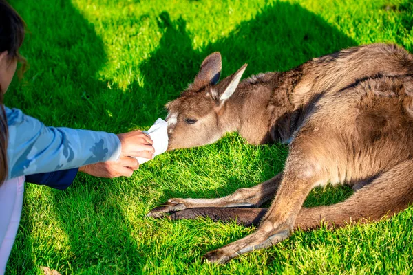 Giving Food Kangaroos Forbidden Australian National Parks — Stock Photo, Image