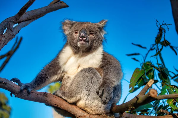 Prachtige Koala Ontspannen Eucalyptus Boom Tegen Blauwe Lucht — Stockfoto