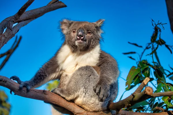 Belo Coala Relaxante Árvore Eucalipto Contra Céu Azul — Fotografia de Stock