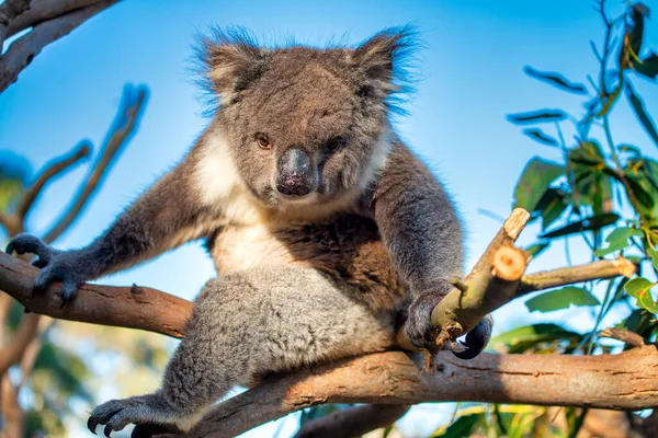 Vacker Koala Avkopplande Eukalyptusträdet Mot Blå Himmel — Stockfoto