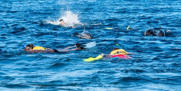 Touristen Schwimmen Küstennähe Einer Delfingruppe Entlang Urlaubs Und Tourismuskonzept — Stockfoto