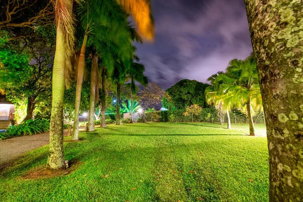 Bella Vista Notturna Del Parco Mauritius Alberi Tropicali Dell Isola — Foto Stock