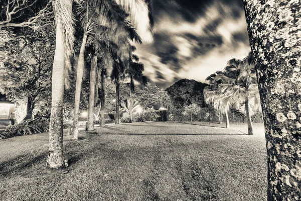 Schöne Nachtsicht Auf Mauritius Park Tropische Inselbäume — Stockfoto