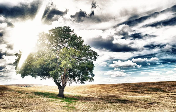 Arbres Abandonnés Sur Une Belle Campagne Rayons Lumière Solaire Venant — Photo