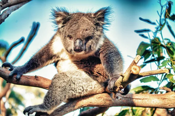 Prachtige Koala Ontspannen Eucalyptus Boom Tegen Blauwe Lucht — Stockfoto